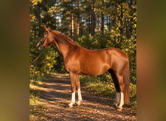 Hanoverian, Mare, 4 years, 16.2 hh, Chestnut