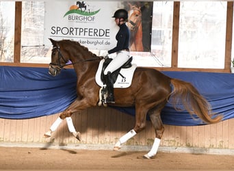 Hanoverian, Mare, 4 years, 16.2 hh, Chestnut