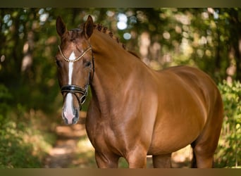 Hanoverian, Mare, 4 years, 16.2 hh, Chestnut-Red