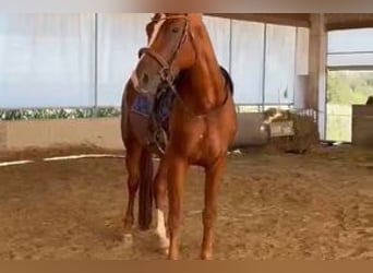 Hanoverian, Mare, 4 years, 16.2 hh, Chestnut-Red