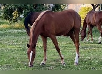 Hanoverian, Mare, 4 years, 16.2 hh, Chestnut-Red