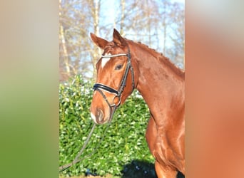 Hanoverian, Mare, 4 years, 16.2 hh, Chestnut-Red