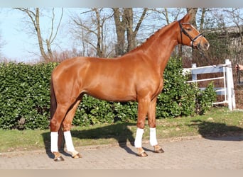 Hanoverian, Mare, 4 years, 16.2 hh, Chestnut-Red