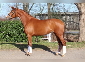 Hanoverian, Mare, 4 years, 16.2 hh, Chestnut-Red