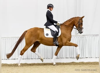 Hanoverian, Mare, 4 years, 16,2 hh, Chestnut-Red