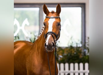 Hanoverian, Mare, 4 years, 16,2 hh, Chestnut-Red