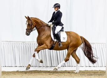 Hanoverian, Mare, 4 years, 16,2 hh, Chestnut-Red