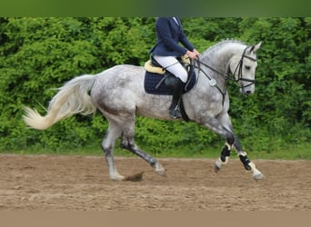 Hannoveraner, Stute, 4 Jahre, 16,2 hh, Apfelschimmel