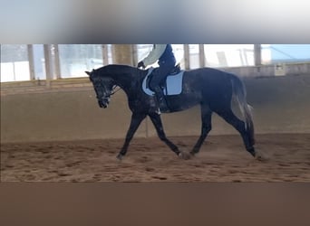 Hanoverian, Mare, 4 years, 16.2 hh, Grey-Dark-Tan