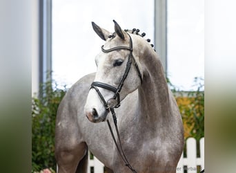 Hanoverian, Mare, 4 years, 16.2 hh, Grey