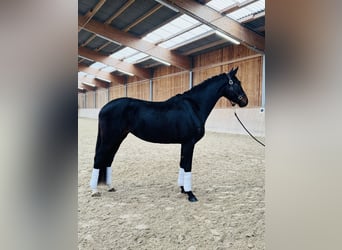 Hanoverian, Mare, 4 years, 16.2 hh, Smoky-Black