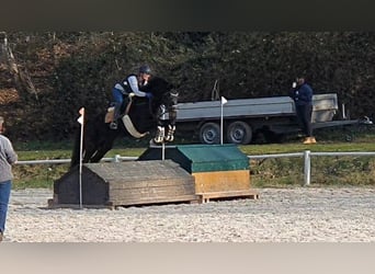 Hanoverian, Mare, 4 years, 16.2 hh, Smoky-Black