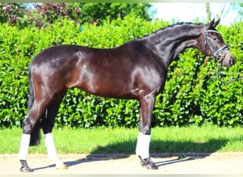 Hanoverian, Mare, 4 years, 16.2 hh, Smoky-Black