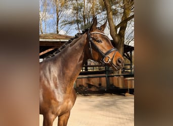 Hanoverian, Mare, 4 years, 16.3 hh, Bay-Dark