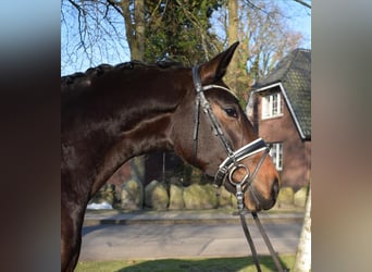 Hanoverian, Mare, 4 years, 16.3 hh, Bay-Dark