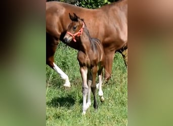 Hanoverian, Mare, 4 years, 16.3 hh, Bay-Dark