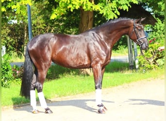 Hanoverian, Mare, 4 years, 16,3 hh, Black