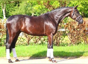 Hanoverian, Mare, 4 years, 16,3 hh, Black