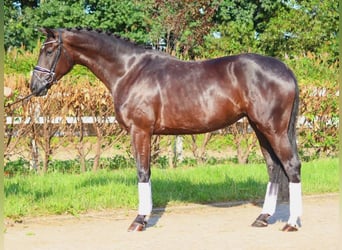 Hanoverian, Mare, 4 years, 16,3 hh, Black