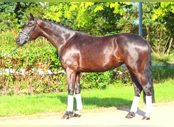 Hanoverian, Mare, 4 years, 16,3 hh, Black