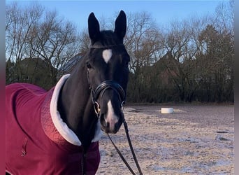 Hanoverian, Mare, 4 years, 16,3 hh, Black