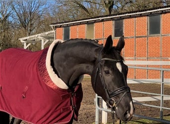 Hanoverian, Mare, 4 years, 16,3 hh, Black