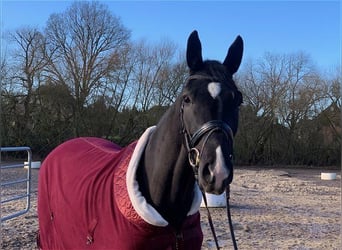 Hanoverian, Mare, 4 years, 16,3 hh, Black