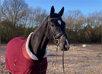 Hanoverian, Mare, 4 years, 16,3 hh, Black