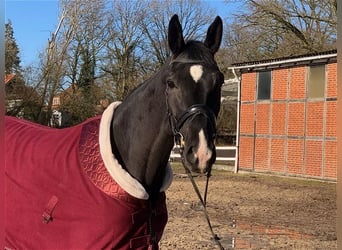 Hanoverian, Mare, 4 years, 16,3 hh, Black