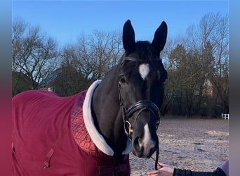 Hanoverian, Mare, 4 years, 16,3 hh, Black