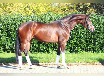 Hanoverian, Mare, 4 years, 16.3 hh, Brown