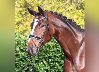 Hanoverian, Mare, 4 years, 16.3 hh, Brown