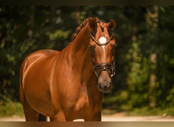 Hanoverian, Mare, 4 years, 16.3 hh, Chestnut