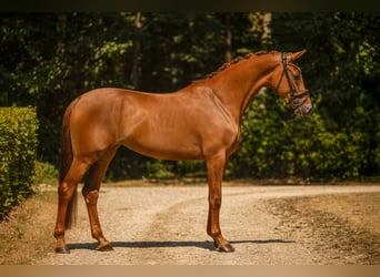 Hanoverian, Mare, 4 years, 16.3 hh, Chestnut