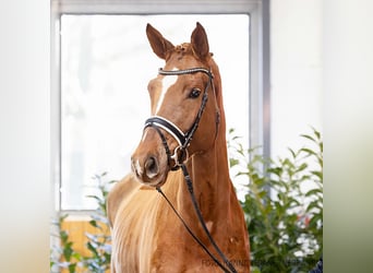 Hanoverian, Mare, 4 years, 16,3 hh, Chestnut