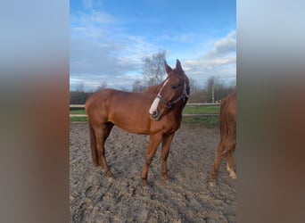 Hanoverian, Mare, 4 years, 16,3 hh, Chestnut-Red