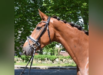 Hanoverian, Mare, 4 years, 16.3 hh, Chestnut-Red
