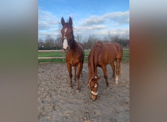 Hanoverian, Mare, 4 years, 16,3 hh, Chestnut-Red