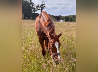 Hanoverian, Mare, 4 years, 16.3 hh, Chestnut-Red Hanoverian, Mare, 4 years, 16.3 hh, Chestnut-Red
