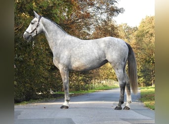 Hannoveraner, Stute, 4 Jahre, 16,3 hh, Schimmel