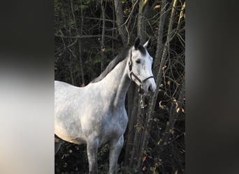 Hannoveraner, Stute, 4 Jahre, 16,3 hh, Schimmel