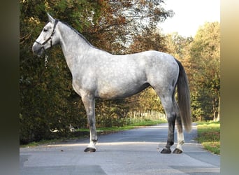 Hannoveraner, Stute, 4 Jahre, 16,3 hh, Schimmel