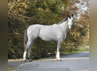 Hannoveraner, Stute, 4 Jahre, 16,3 hh, Schimmel