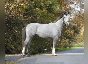 Hannoveraner, Stute, 4 Jahre, 16,3 hh, Schimmel