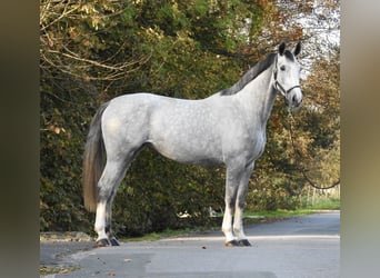 Hannoveraner, Stute, 4 Jahre, 16,3 hh, Schimmel