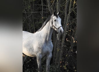 Hannoveraner, Stute, 4 Jahre, 16,3 hh, Schimmel