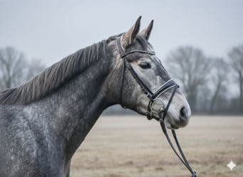 Hanoverian, Mare, 4 years, 16.3 hh, Grey