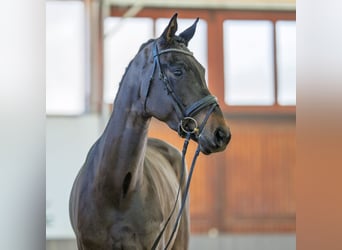 Hanoverian, Mare, 4 years, 16,3 hh, Smoky-Black