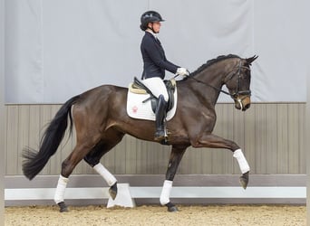 Hanoverian, Mare, 4 years, 16,3 hh, Smoky-Black