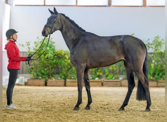 Hanoverian, Mare, 4 years, 16,3 hh, Smoky-Black